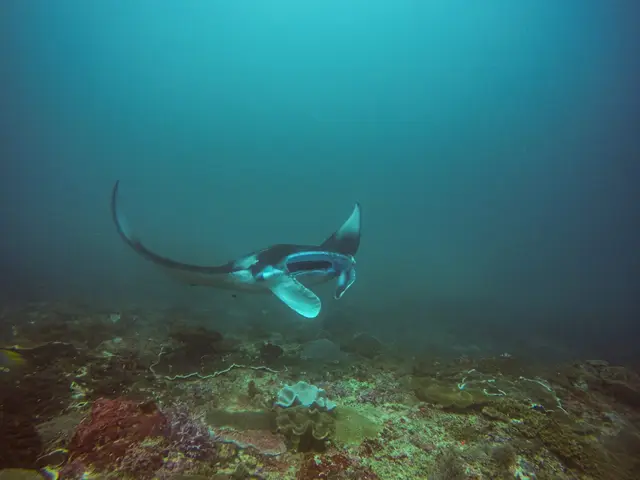 Nusa Penida sularında rifin üzərində süzən nəhəng manta